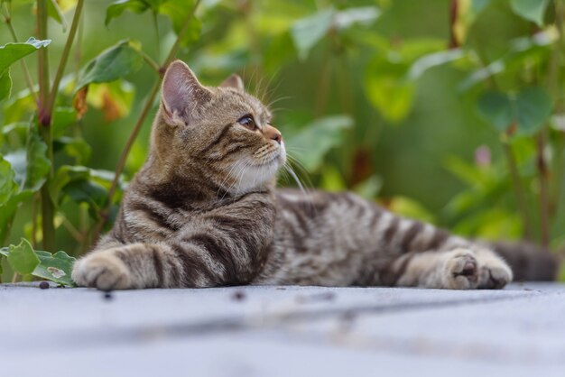 Chat droit écossais marron