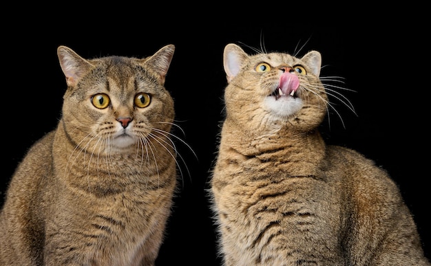 Le chat droit écossais de race adulte est assis sur un fond noir Animal avec différentes émotions