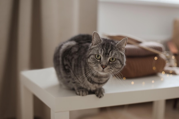 Chat droit écossais tabby avec un drôle de portrait de chat Portrait de chat mignon Prise de vue en intérieur de chat