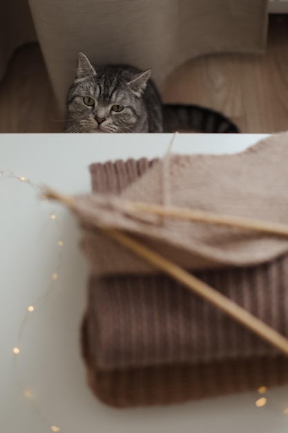 Chat droit écossais tabby avec un drôle de portrait de chat Portrait de chat mignon Prise de vue en intérieur de chat