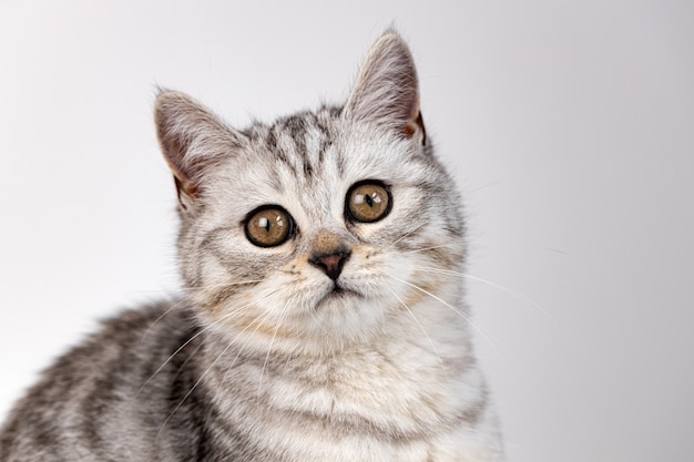 Chat droit écossais tabby sur fond blanc