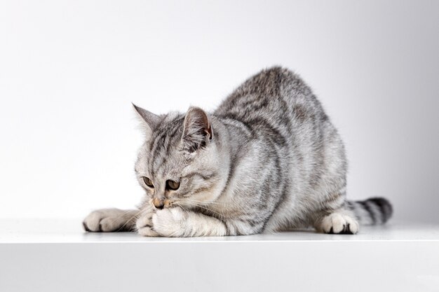 Chat droit écossais tabby sur fond blanc