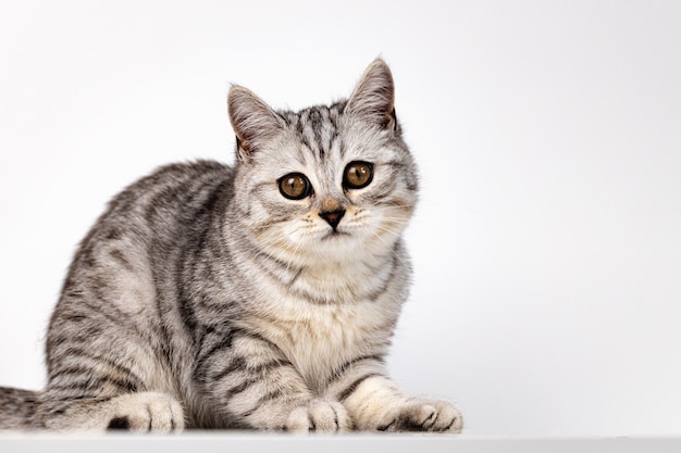 Chat droit écossais tabby sur fond blanc