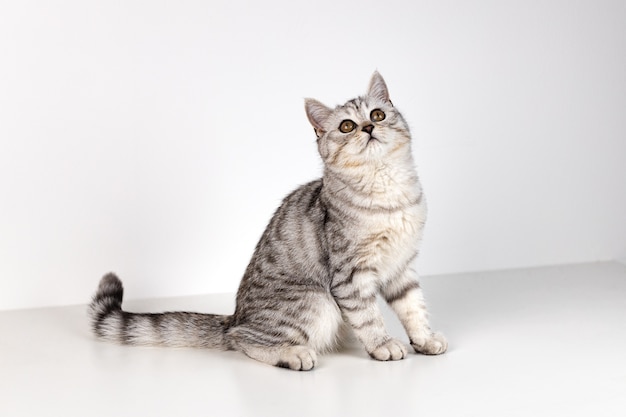 Chat droit écossais tabby sur fond blanc