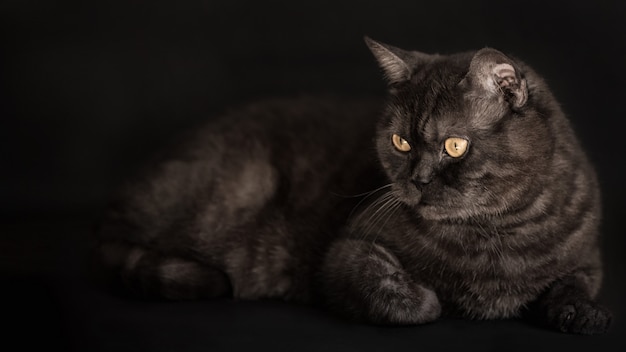 Photo chat droit écossais tigré noir aux yeux jaunes