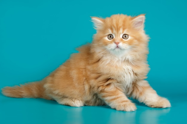 chat droit sur fond coloré