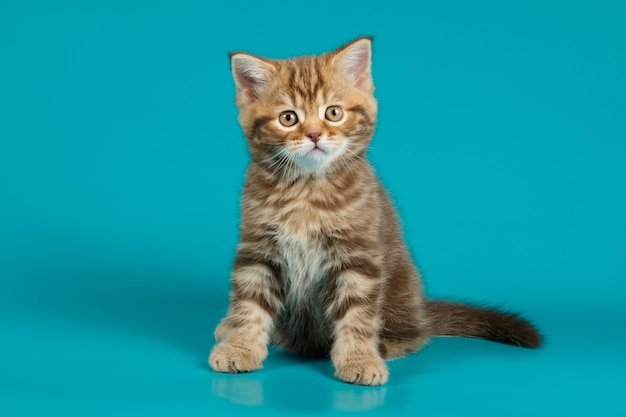 chat droit sur fond coloré