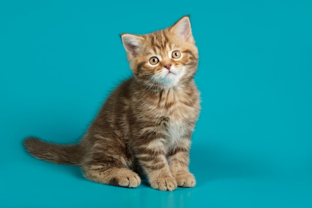 chat droit sur fond coloré