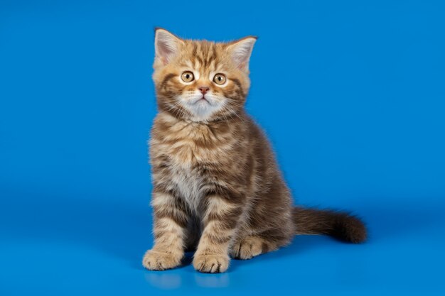 chat droit sur fond coloré