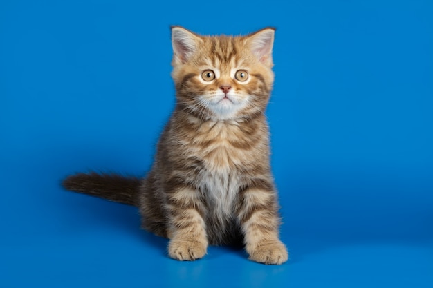 chat droit sur fond coloré