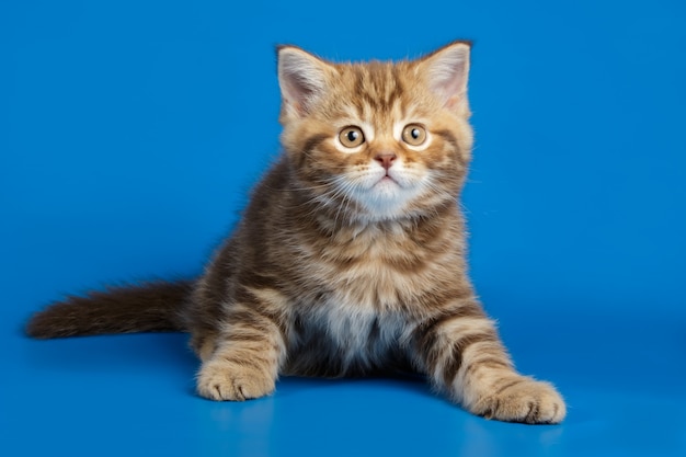 chat droit sur fond coloré