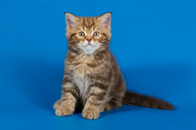 chat droit sur fond coloré