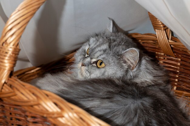 Chat droit à poil long écossais gris mignon sur un panier en bois