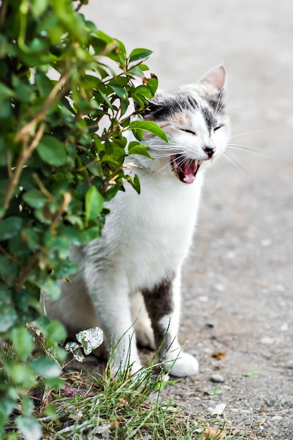 Chat drôle bâillant la bouche pleine