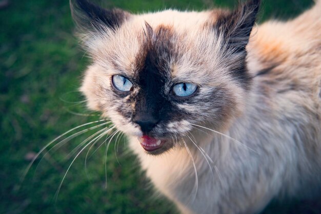 Chat drôle bâille chat maléfique miaule chaton sur fond vert dans la nature à l'extérieur