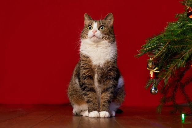 Chat drôle de compagnie se reposant à côté d'un arbre de Noël sur un fond rouge, espace de copie