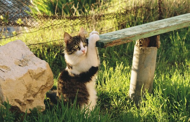 Chat drôle dans le jardin dans l'herbe verte