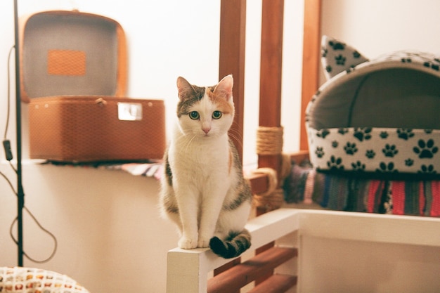 Chat drôle à l'intérieur de la maison