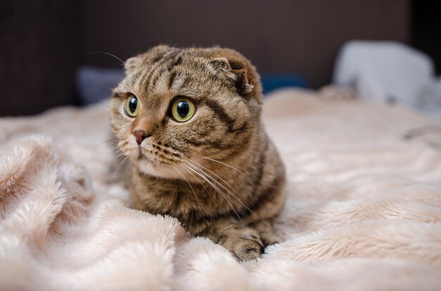 Chat drôle mignon allongé sur le lit à la maison. Chat écossais