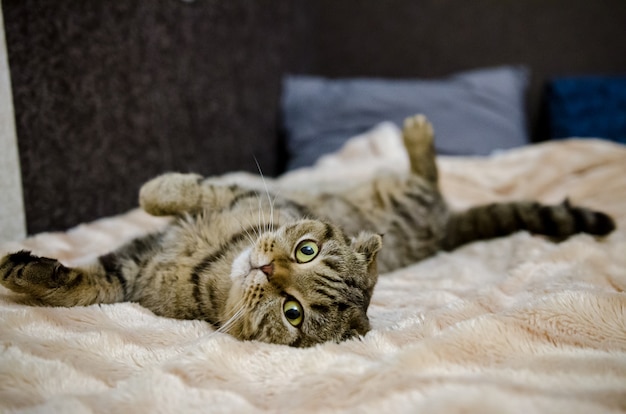 Chat drôle mignon allongé sur le lit à la maison. Chat écossais