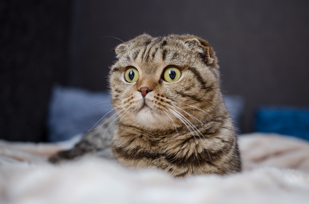 Chat drôle mignon allongé sur le lit à la maison. Chat écossais