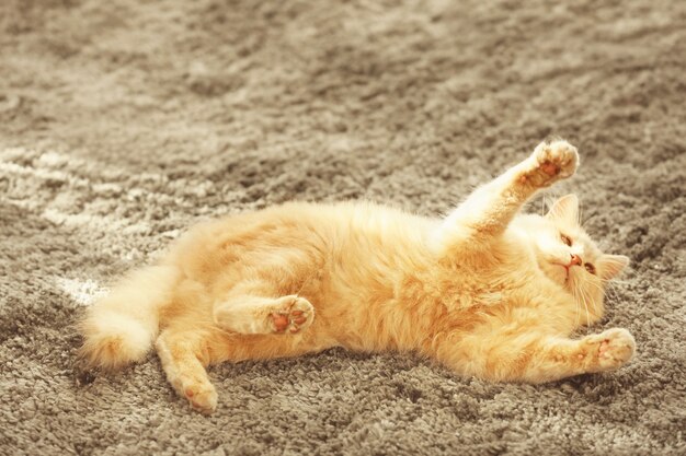 Chat drôle mignon allongé sur un tapis à la maison