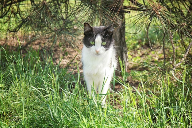 Chat drôle mignon à l'extérieur