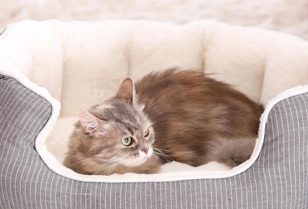 Chat drôle mignon sur le lit à la maison