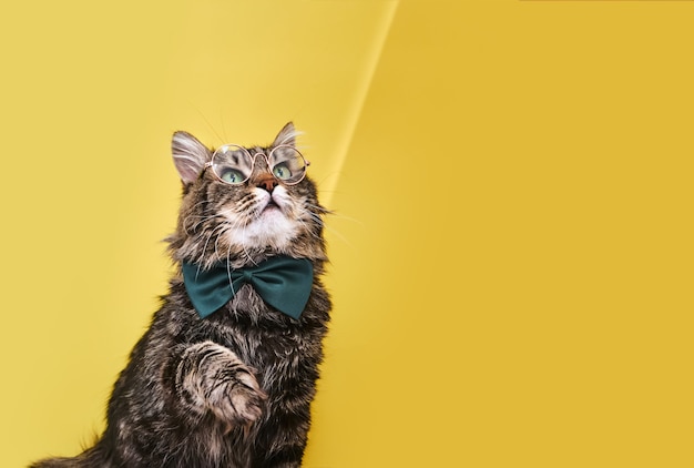 Chat drôle en noeud papillon assis sur une surface jaune