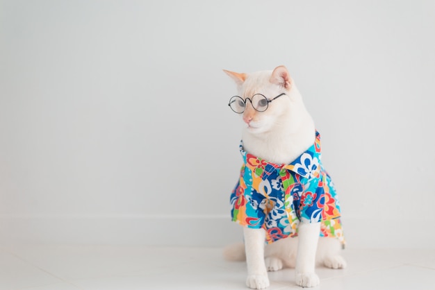 Chat drôle, partir en vacances, porter la chemise de plage et un chapeau dans le concept de l&#39;été.