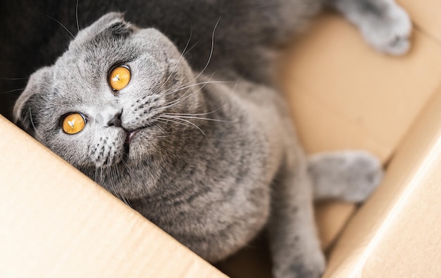 Chat drôle de pli écossais regardant curieux hors de la boîte en carton