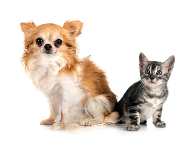 Chat du Bengale et chihuahua in front of white background