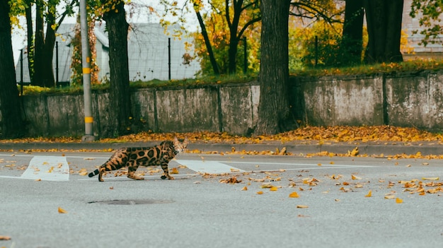 Un chat du Bengale dans la rue