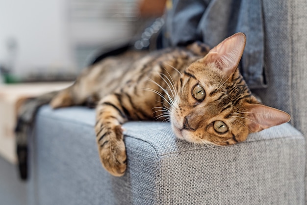 Chat du Bengale est allongé sur le canapé