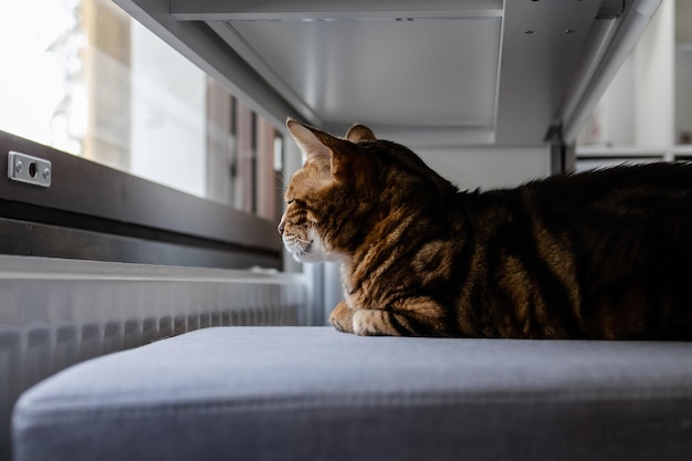 Le chat du Bengale à rayures brunes regarde pensivement loin