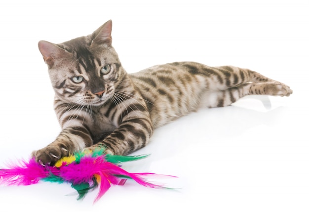 Le chat du Bengale en studio
