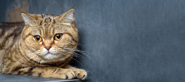 Chat du Bengale sur une table