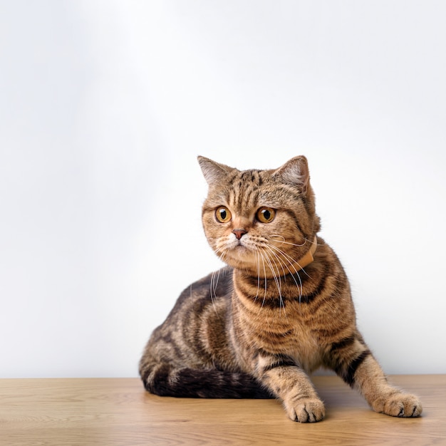 Chat du Bengale sur une table