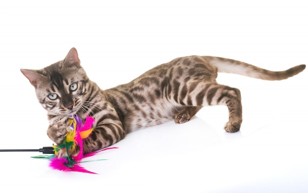le chat du Bengale
