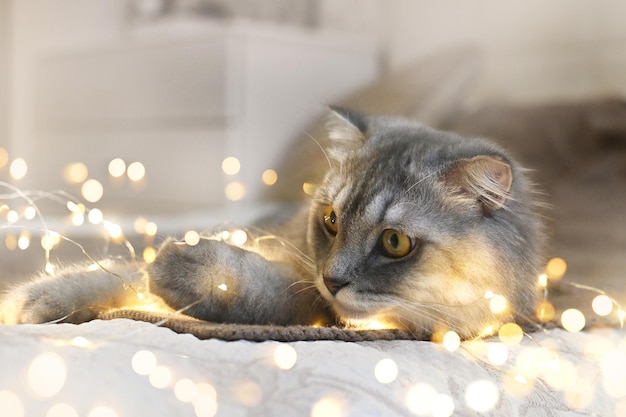 Un chat du Nouvel An se trouve dans des guirlandes et des lumières sur une couverture tricotée chaude. Photo de Noël authentique.