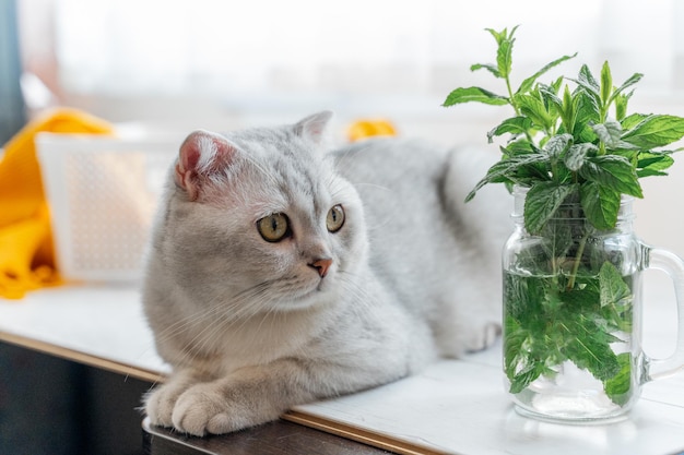 Chat écossais. Allongé sur un stratifié blanc près d'un rideau blanc