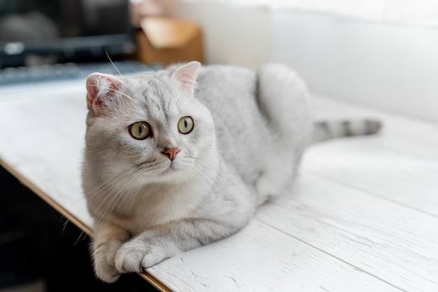 Chat écossais. Allongé sur un stratifié blanc près d'un rideau blanc