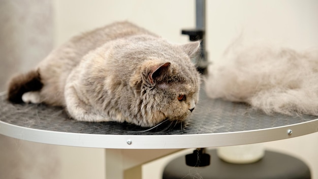 Chat écossais après mue express sur la table de toilettage à côté de cheveux peignés