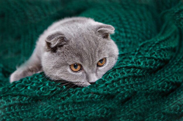 Un chat écossais aux oreilles tombantes couché. Un animal sur un tissu vert. amusant pour les animaux