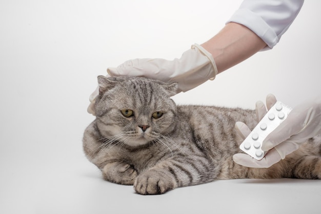 Chat écossais en couleur Whiskas Un chat reçoit une dose de médicament de Veteneur sur un fond blanc isoler