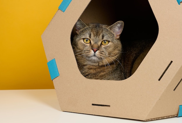 Un chat écossais droit adulte est assis dans une maison en carton marron pour les jeux et les loisirs sur fond jaune