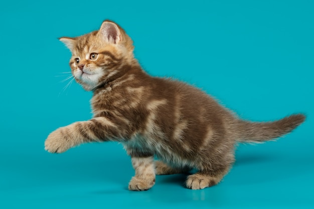 Chat écossais droit à poil court sur fond coloré