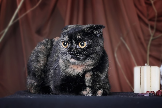 Chat écossais sur fond marron