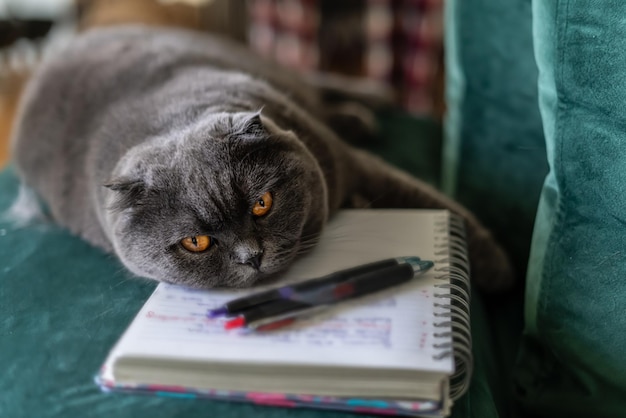 Chat écossais grincheux senior. Scottish fold sur canapé. Chat gris