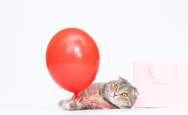 Chat écossais gris avec ballon rouge et sac rose shopping en ligne espace de copie de chat heureux présent pour animal de compagnie